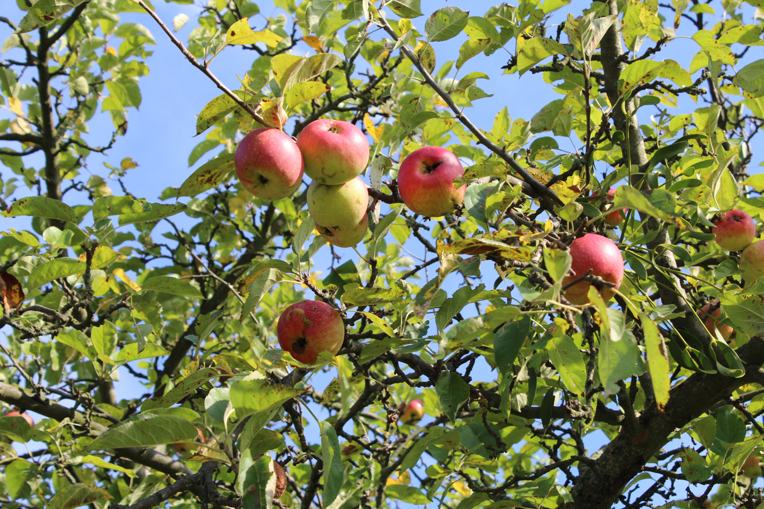 DIU_Uckermark_Apfelbaum_IMG_2924