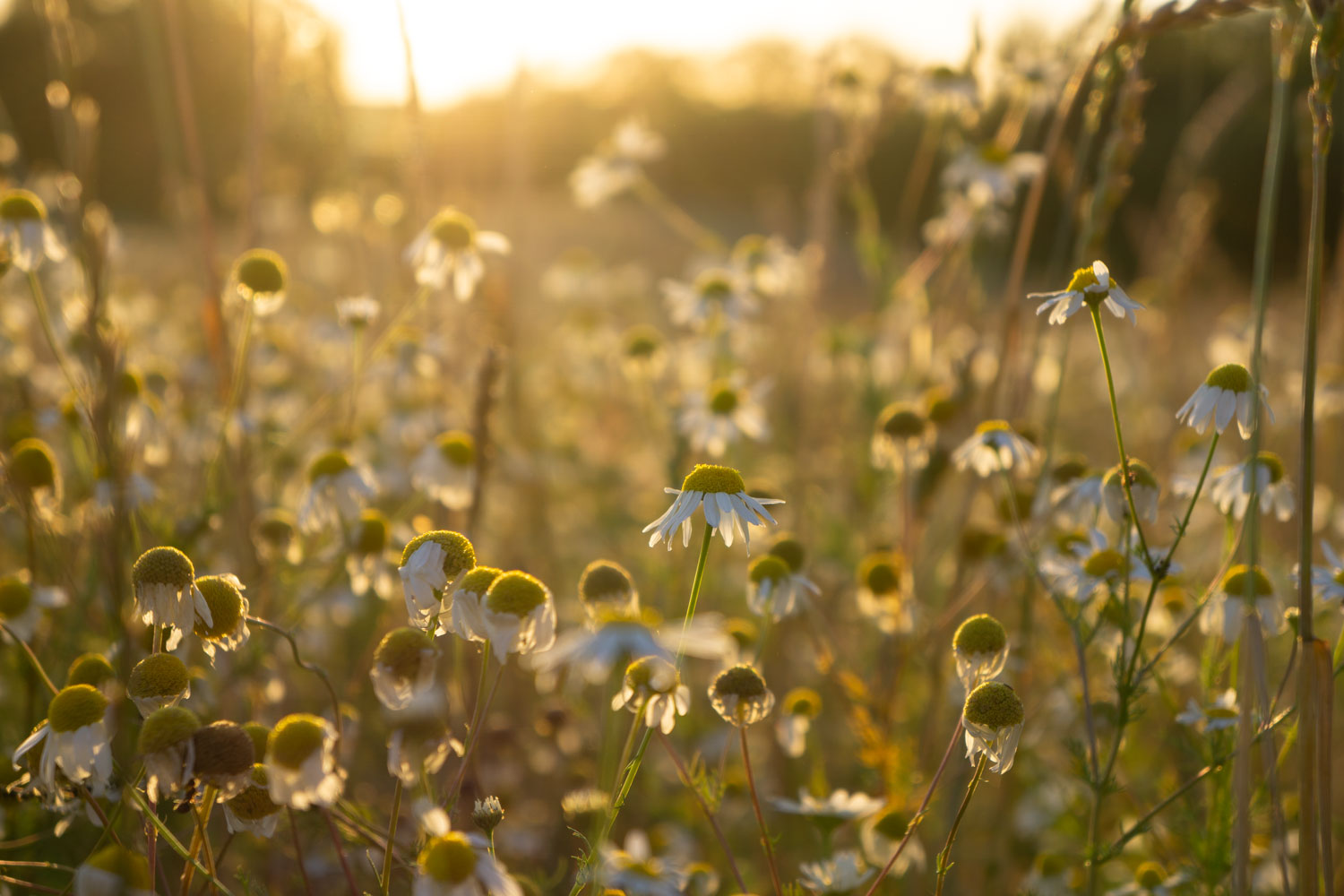 DIU_Uckermark_Blumenwiese_DSC5542