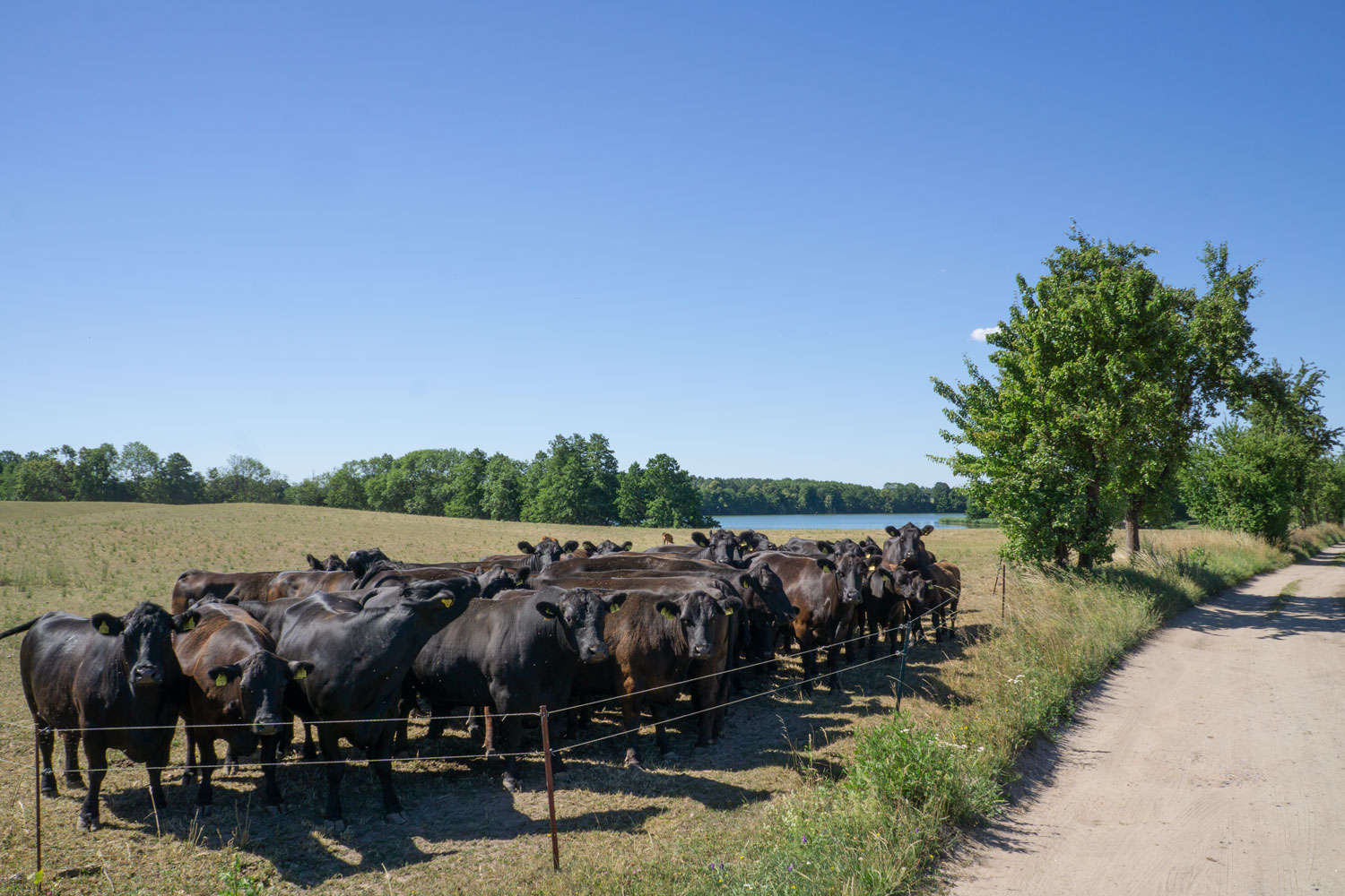 DIU_Uckermark_KuhSeeWeg_DSC5358