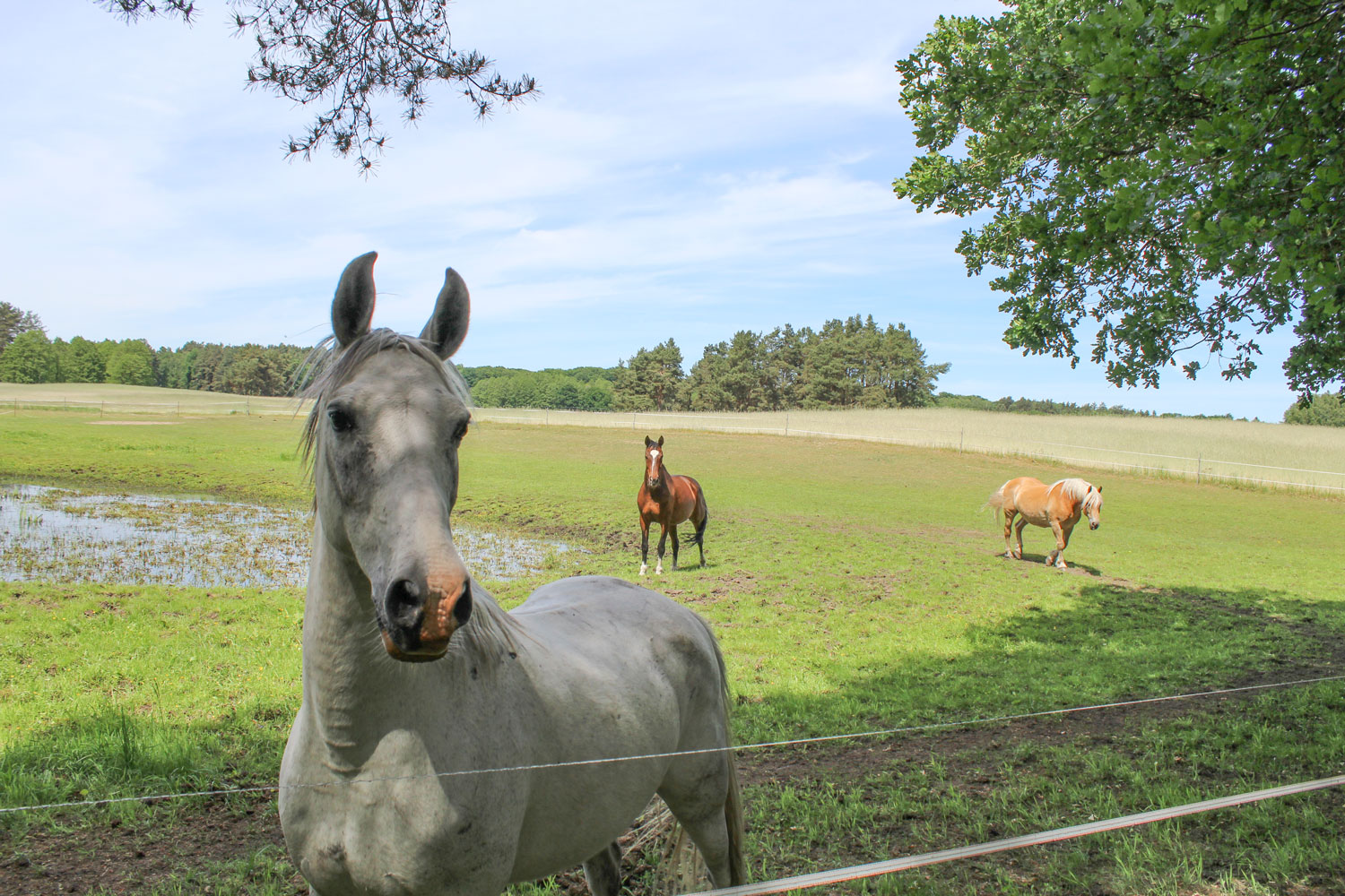 DIU_Uckermark_Pferd_IMG_8985
