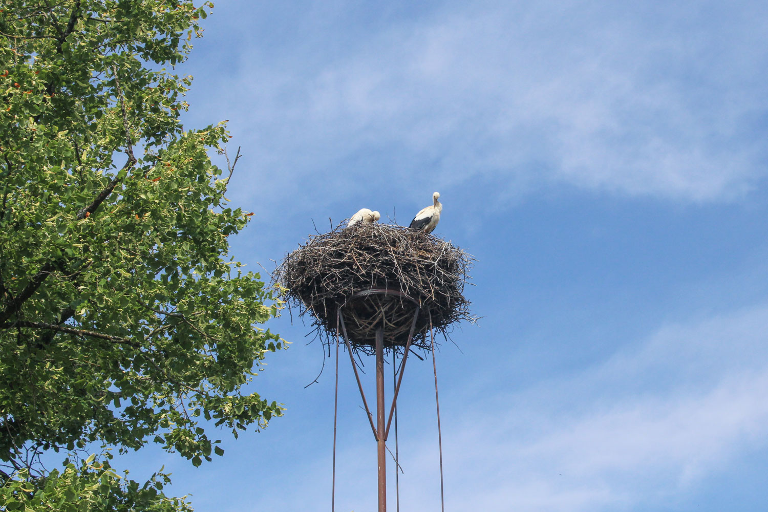 DIU_Uckermark_Storch_IMG_8213