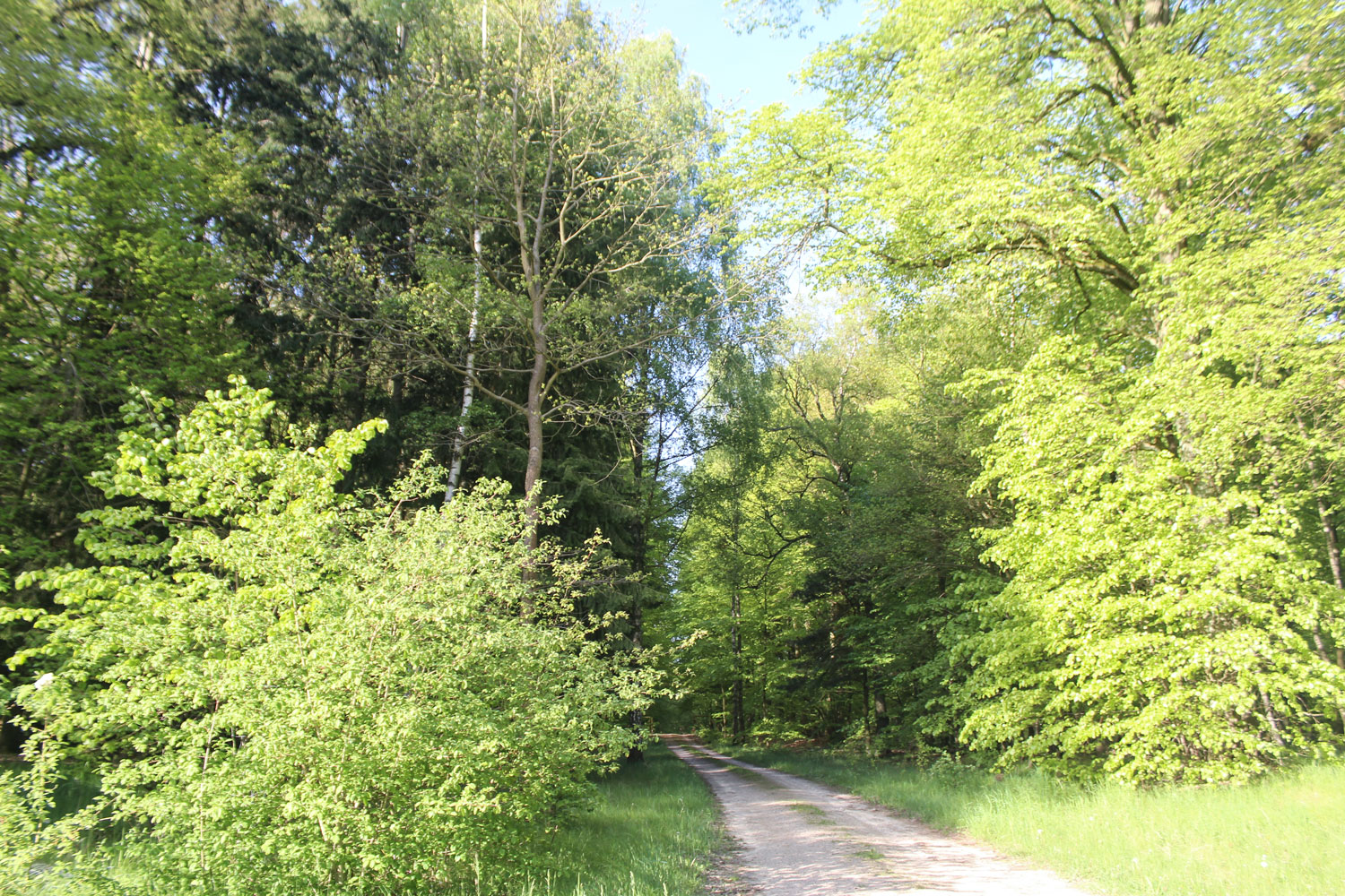 DIU_Uckermark_Wald-Wiese_IMG_7922