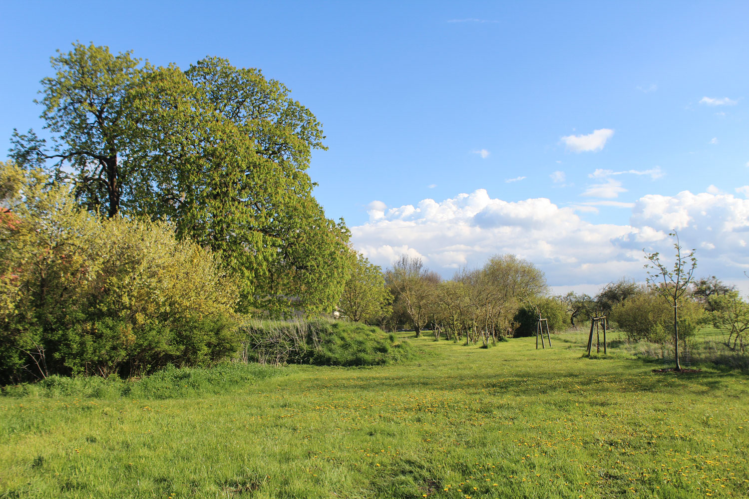DIU_Uckermark_Wiese-Wald_IMG_7650